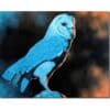 Vibrant blue parrot painting, detailed artwork showcasing exotic bird art, perfect for art lovers and bird enthusiasts.