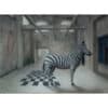 Zebra in an indoor art gallery space with industrial grey walls and wooden beams.