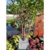 Twisted metal tree sculpture with blue bird and lock decorations, outdoor garden display.