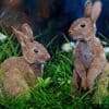 Bunny rabbits in lush green meadow with daisies, detailed wildlife art.