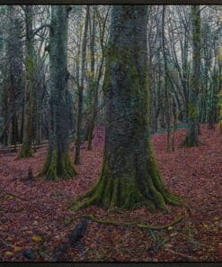 Vibrant woodland scene featuring moss-covered trees and fallen autumn leaves, showcasing natural beauty and serene forest landscape.