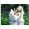 Fluffy swan with ducklings on green pond water, nature scene, The Kildare Gallery.